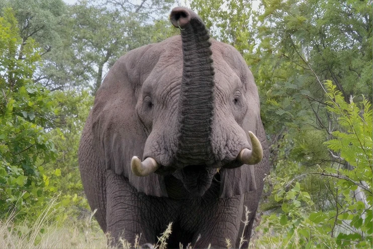 Día 5 - Gary Player y Safari Elefante africano de frente con la trompa levantada entre la vegetación.
