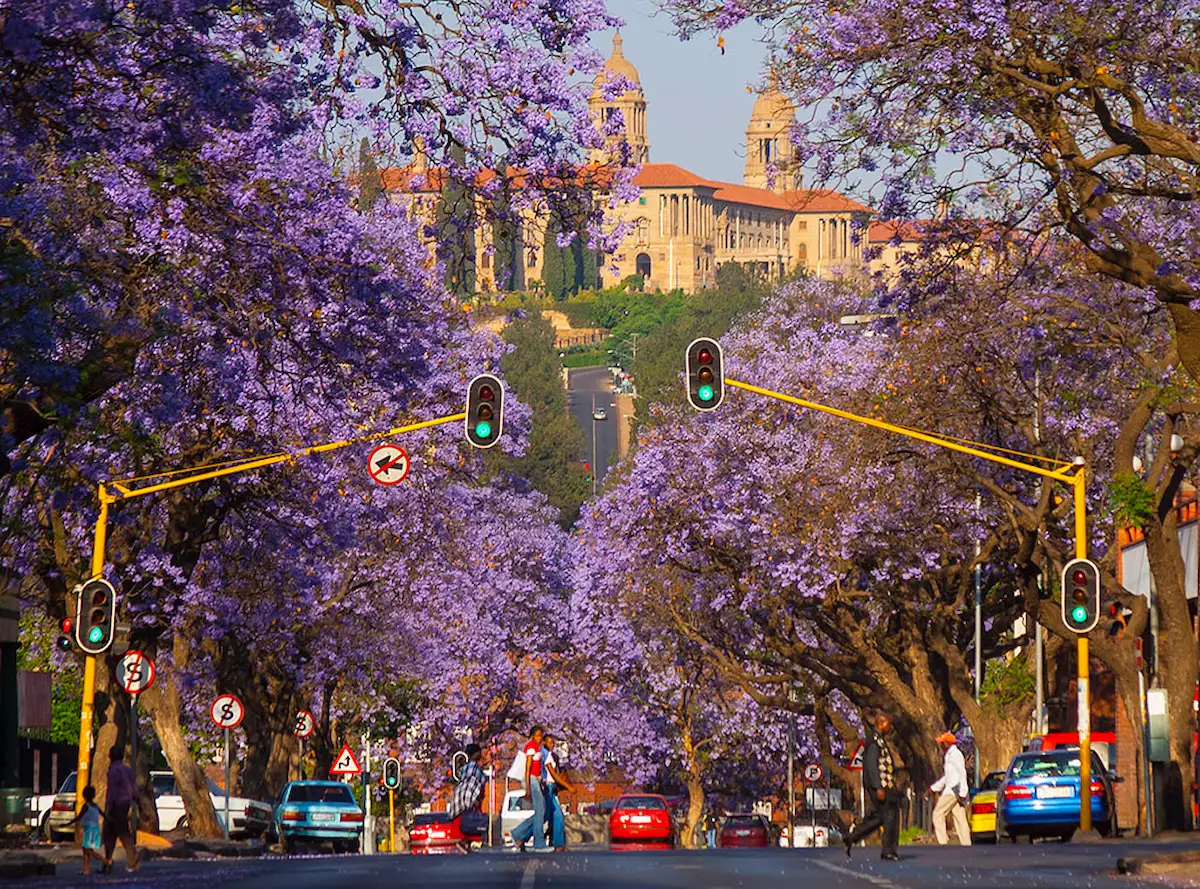 Árboles de jacaranda en Pretoria